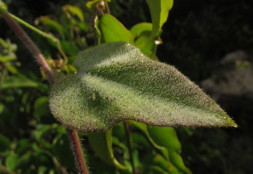 Passiflora sublanceolata