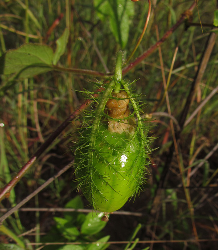 Passiflora sublanceolata