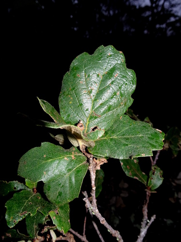 Quercus repanda