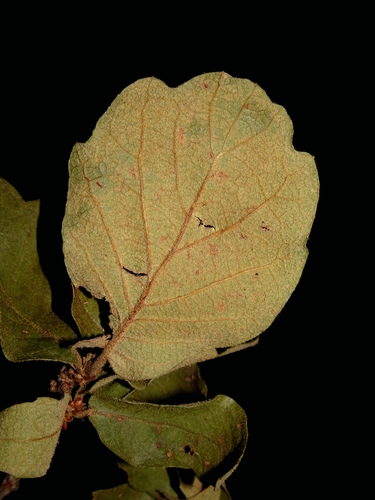 Quercus repanda