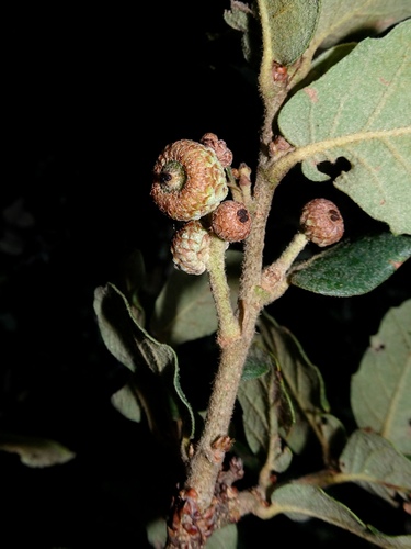 Quercus repanda