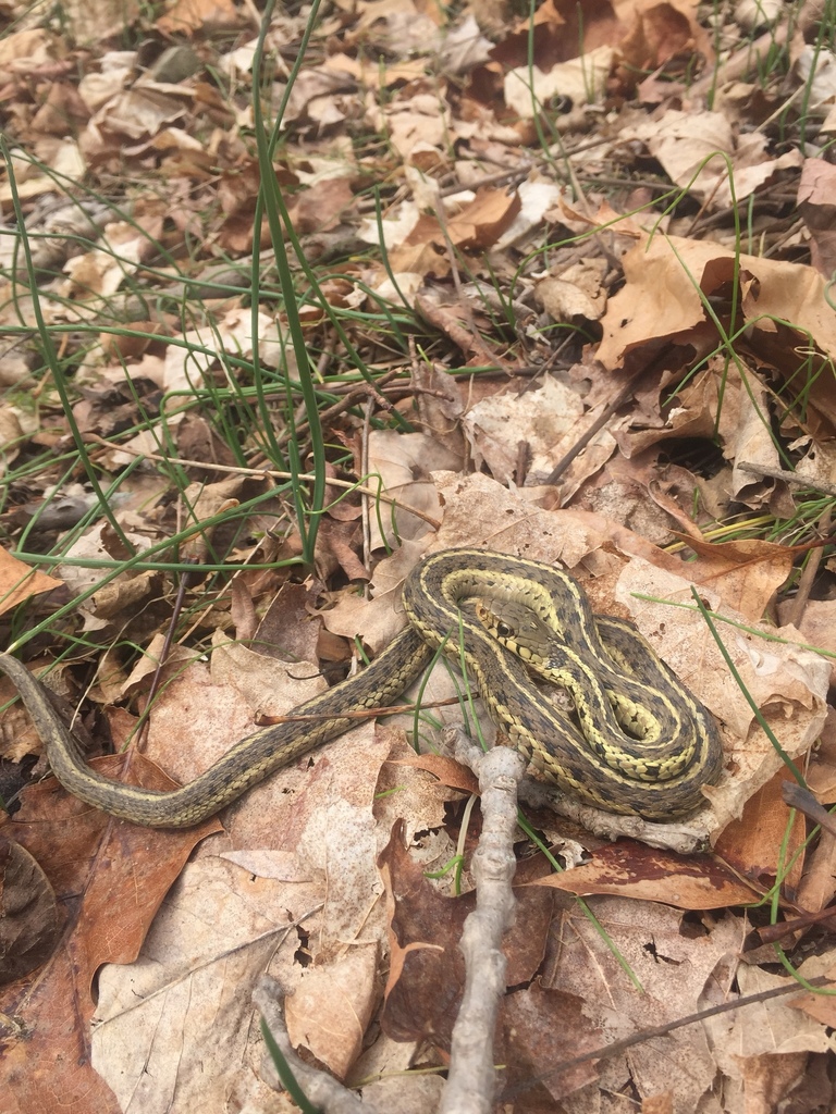 Eastern Garter Snake from Peace Valley Park, Chalfont, PA, US on March