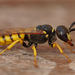 Square-headed Wasps, Sand Wasps, and Allies - Photo (c) Henk Wallays, all rights reserved