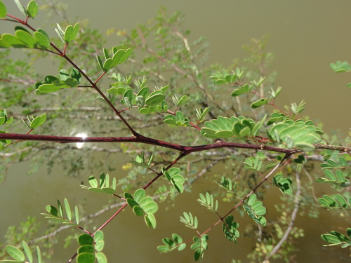 Erythrostemon palmeri
