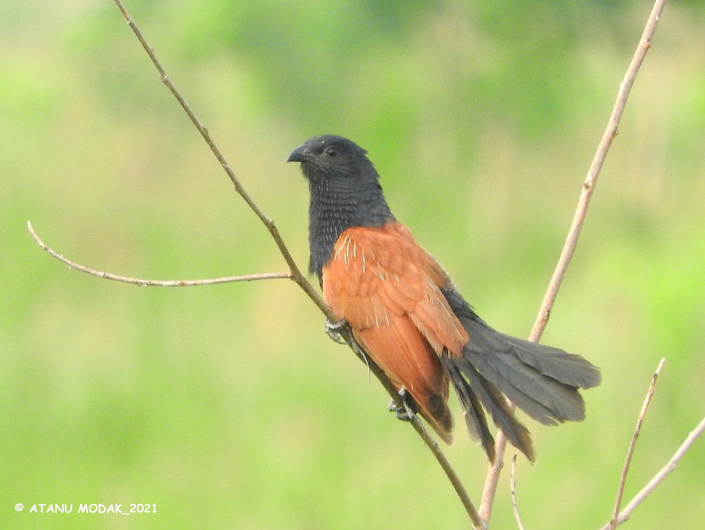 Lesser Coucal (Centropus bengalensis) photo