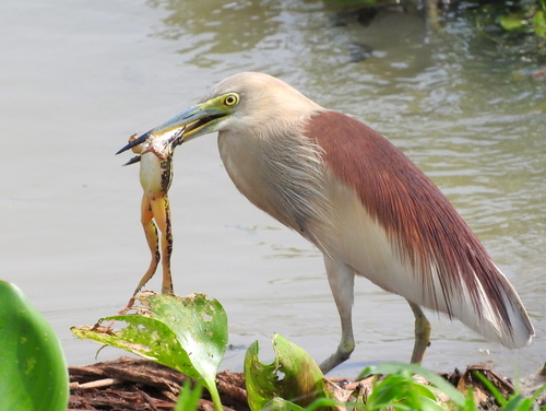 Indian Pond-Heron in the wild — India wildlife