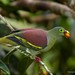 Thick-billed Green-Pigeon - Photo (c) honeyroll_ahmad_sah, all rights reserved, uploaded by honeyroll_ahmad_sah