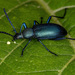 Lystronychus coeruleus - Photo (c) Vinícius Rodrigues de Souza, all rights reserved, uploaded by Vinícius Rodrigues de Souza