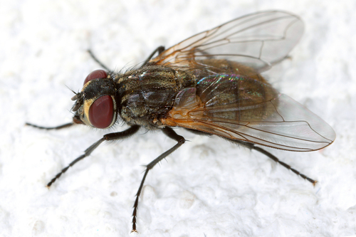 זבוב הבית (House Fly)