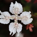 Xanthosia rotundifolia - Photo (c) pennywort_man, todos los derechos reservados, subido por pennywort_man