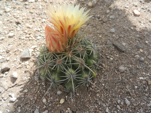 Thelocactus leucacanthus