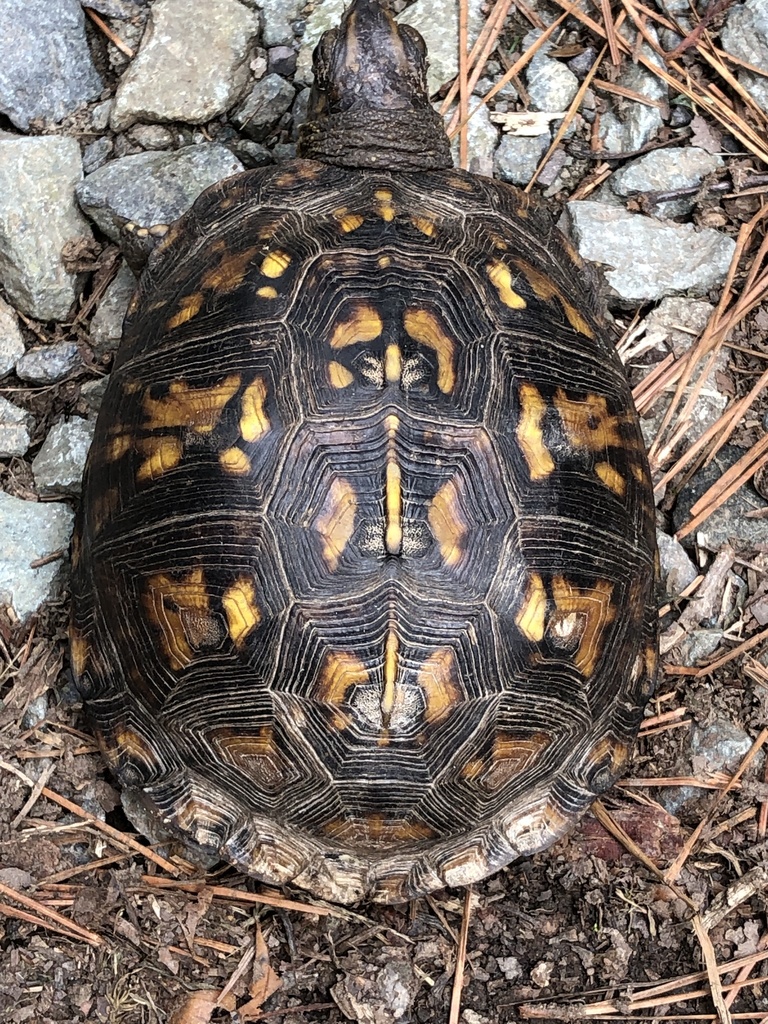 Eastern Box Turtle in October 2021 by cmcadams · iNaturalist