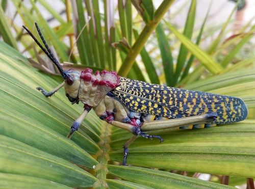 Phymateus aegrotus