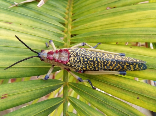 Phymateus aegrotus