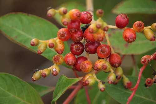 Firebush