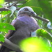 Pale-capped Pigeon - Photo (c) Atanu Modak, all rights reserved, uploaded by Atanu Modak