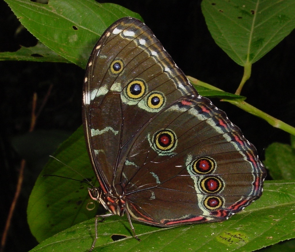 Subspecies Morpho helenor theodorus · iNaturalist