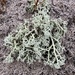 Cladonia submitis - Photo (c) berengei，保留所有權利