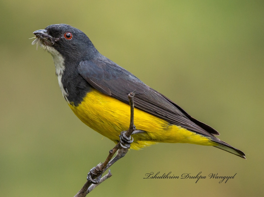Yellow-bellied Flowerpecker photo