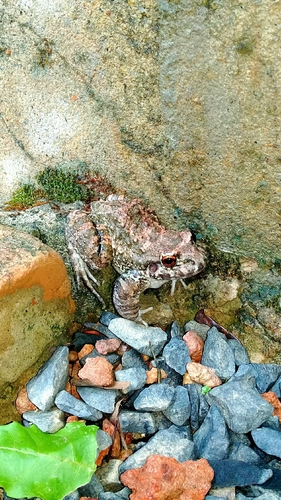 Basin White-lipped Frog