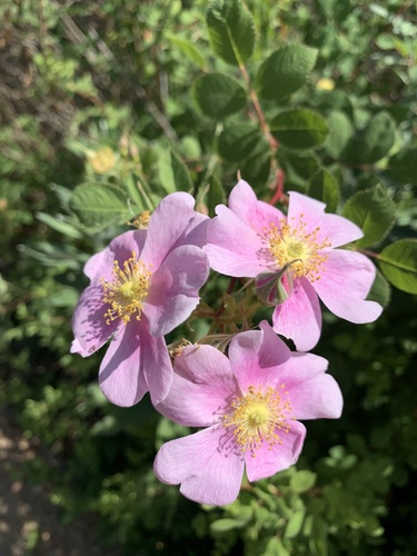 iNaturalist observation photo of California Wild Rose
