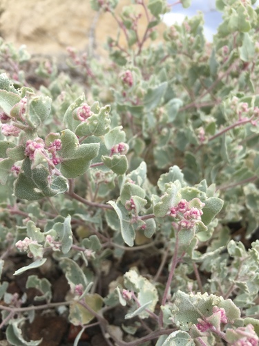 Proatriplex