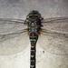 Riffle Darner - Photo (c) Edwin Vicente, all rights reserved, uploaded by Edwin Vicente