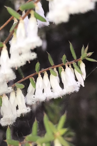 Styphelia fletcheri (Maiden & Betche) Maiden & Betche