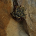 Echeveria trianthina - Photo 由 Carlos Iturbe-Morgado 所上傳的 (c) Carlos Iturbe-Morgado，保留所有權利
