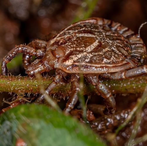 Cayenne Tick