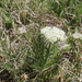 Schulzia crinita - Photo (c) Urgamal Magsar, todos los derechos reservados, subido por Urgamal Magsar