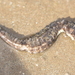 Observation photo