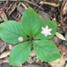 Western Starflower - Photo (c) blynrouse, all rights reserved