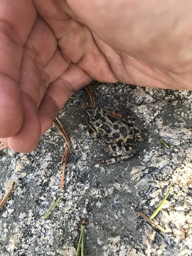 iNaturalist observation photo of Pacific chorus frog
