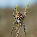 Outback Orb-Weavers - Photo (c) Neil Fitzgerald, all rights reserved, uploaded by Neil Fitzgerald