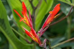 Image of Canna indica
