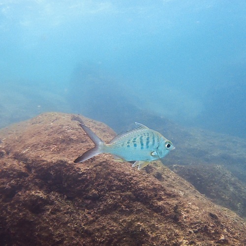 Pacific Yellowfin Mojarra
