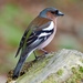 Common Chaffinch - Photo (c) Joël Horisberger, all rights reserved, uploaded by Joël Horisberger
