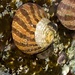 Striped Topshell - Photo (c) Hanru Jacobs, all rights reserved, uploaded by Hanru Jacobs