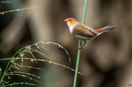 Orange-cheeked Waxbill