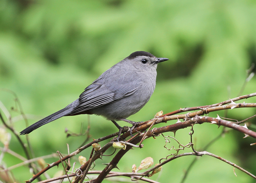 Grey Catbird (Dumetella carolinensis) · iNaturalist United Kingdom