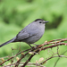 Gray Catbird - Photo (c) Michael King, all rights reserved, uploaded by Michael H. King