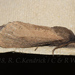 Phragmataecia fusca - Photo (c) Roger C. Kendrick, todos os direitos reservados, uploaded by Roger C. Kendrick