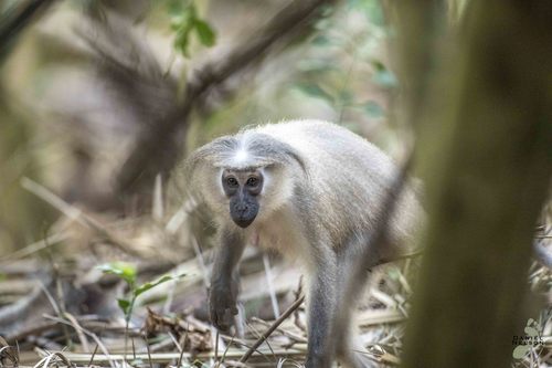 Tana River Crested Mangabey (Cercocebus galeritus) — Critically Endangered Mammalia
