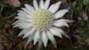 Flannel Flower - Photo (c) pennywort_man, all rights reserved, uploaded by pennywort_man