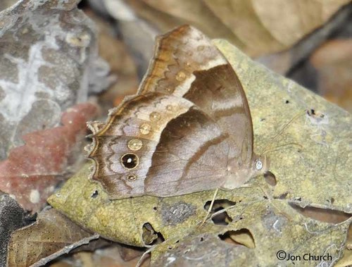 Hook-lined Satyr