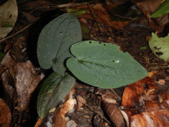 Anthurium clidemioides image