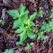 Ranunculus recurvatus recurvatus - Photo (c) Randy Small, όλα τα δικαιώματα διατηρούνται, uploaded by Randy Small