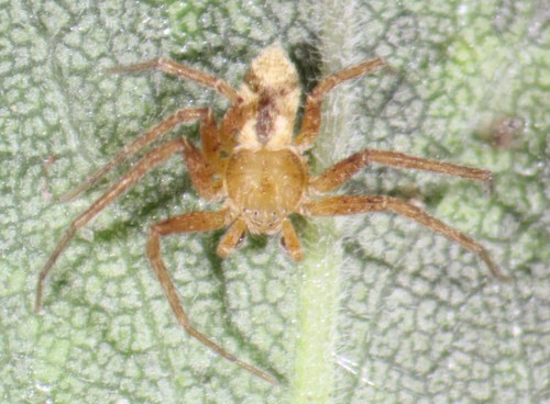 Philodromus rufus nuotrauka