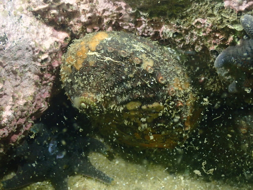 blacklip abalone